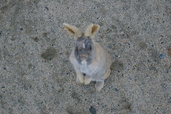 大久野島 うさぎ
