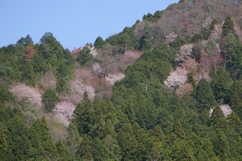 氷上町清住 さくら