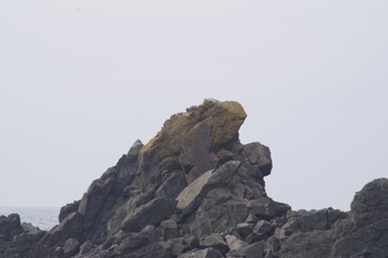 礼文島 イグアナ岩