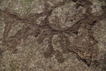 利尻島オタドマリ沼 芝生の模様