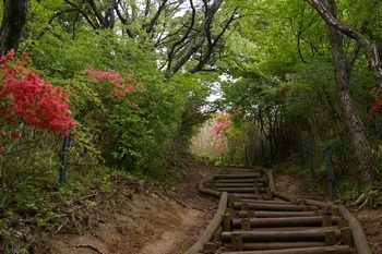 大和葛城山登山道 ツツジ