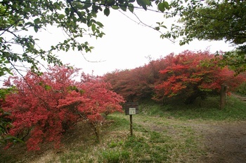 大和葛城山ツツジ園 ツツジ