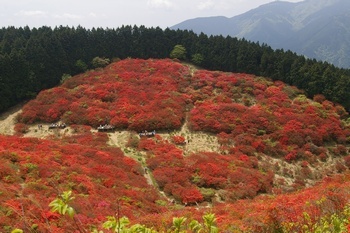 葛城山 ツツジ園