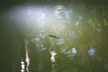 十日町市美人林 魚