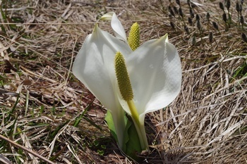 尾瀬大江湿原 水芭蕉
