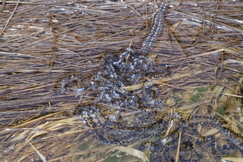 尾瀬大江湿原 蛙の卵