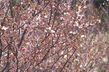 尾瀬大江湿原 山桜