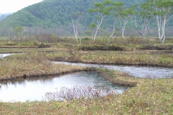 尾瀬中田代 池塘