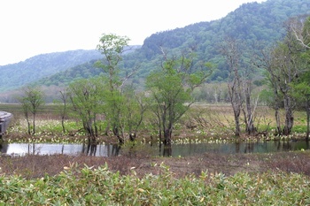 尾瀬牛首 上の大堀川拠水林