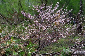 尾瀬山の鼻 山桜