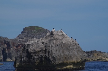 父島 南島近辺の島 カツオドリ