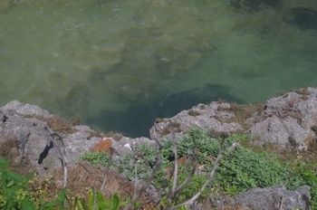 南島 鮫池 ネムリブカ