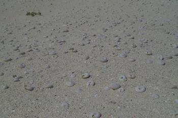 南島 扇池 ヒロベソカタマイマイ