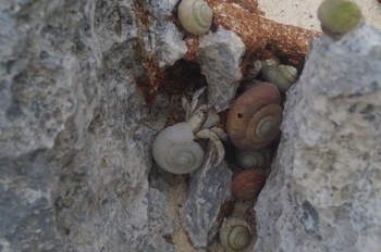南島 扇池 ヒロベソカタマイマイの殻とヤドカリ