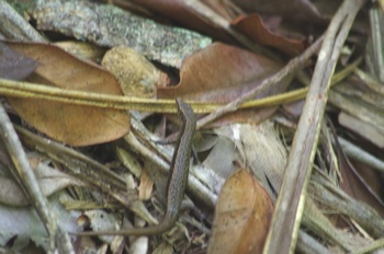 母島南崎 オガサワラトカゲ