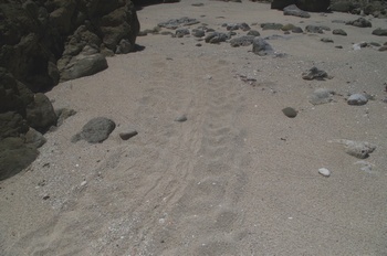 母島ワイビーチ  ウミガメの足跡