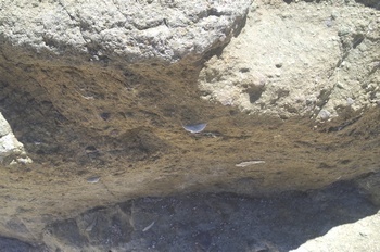 母島ワイビーチ  貨幣石化石