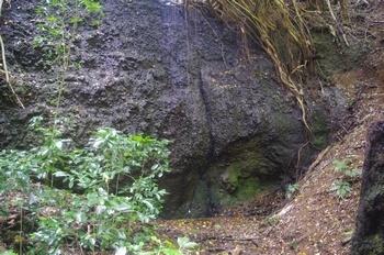 母島 船木山の滝遊歩道 船木山の滝