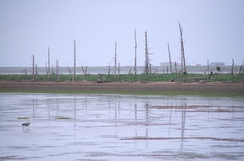 野付半島 トドワラ