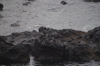 福江島鐙瀬溶岩海岸 キアシシギ