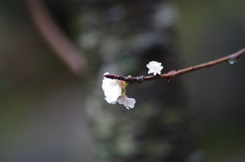 別子銅山端出場	冬桜