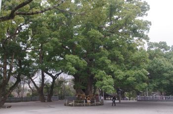 大麻比古神社のご神木