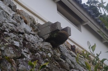 高知城　城壁の物見窓と石樋