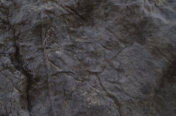 高知城　辷山北麓の石灰岩化石