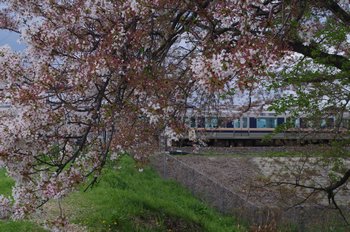 川沿いのソメイヨシノとJR電車