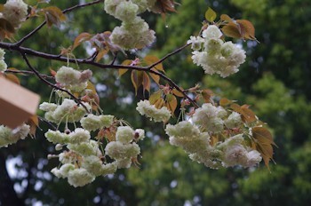 造幣局の桜　園里黄桜