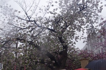 造幣局の桜　今年の花一葉
