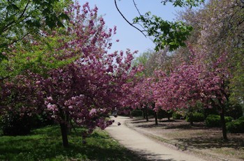 元茨木川緑地の八重桜