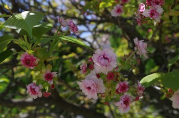 元茨木川緑地の兼六園菊桜