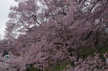 高遠城址公園桜1