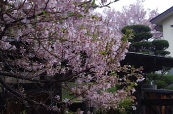高遠江島屋敷桜