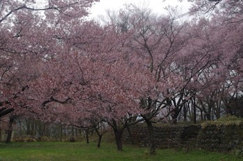 高遠城址公園三の丸桜