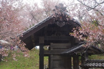 高遠城楼門桜