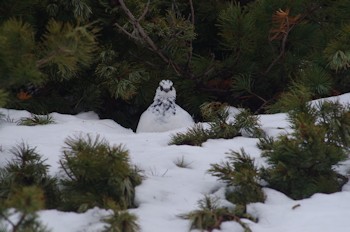 立山のライチョウ
