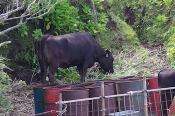 青ヶ島牧場の牛