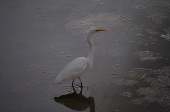 北大東島 港東 貯水池 チュウサギ