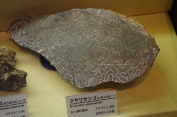 宮崎県立博物館 クサリサンゴ化石