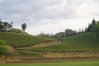 相良村 茶畑