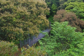 天草市轟の森 吊り橋