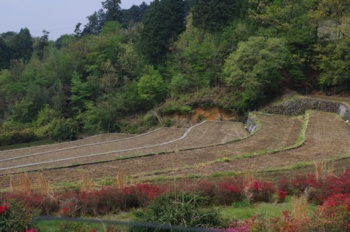 八女市星野村耳納 棚田