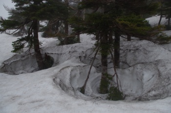 八幡平 オオシラビソの周囲の雪
