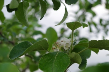 鹿角市 大湯環状列石近くのリンゴ畑 リンゴの花