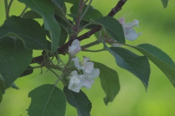 鹿角市 大湯温泉 黒森山公園 リンゴの花
