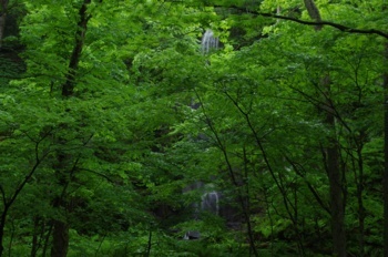 十和田市奥入瀬渓流白糸の滝