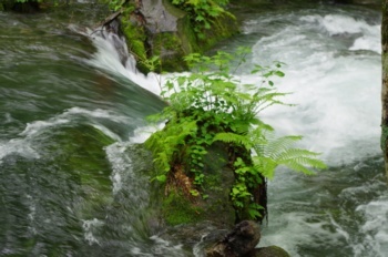 十和田市奥入瀬渓流双白髪の滝近くの奥入瀬川