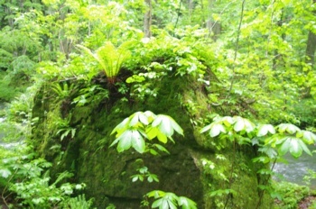 十和田市奥入瀬渓流双白髪の滝近く 岩の上のオシダ